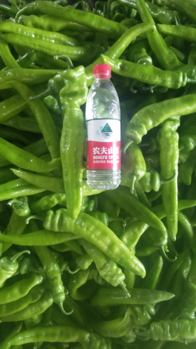 尖椒青皮牛角椒产地直供大量上市中货源充足