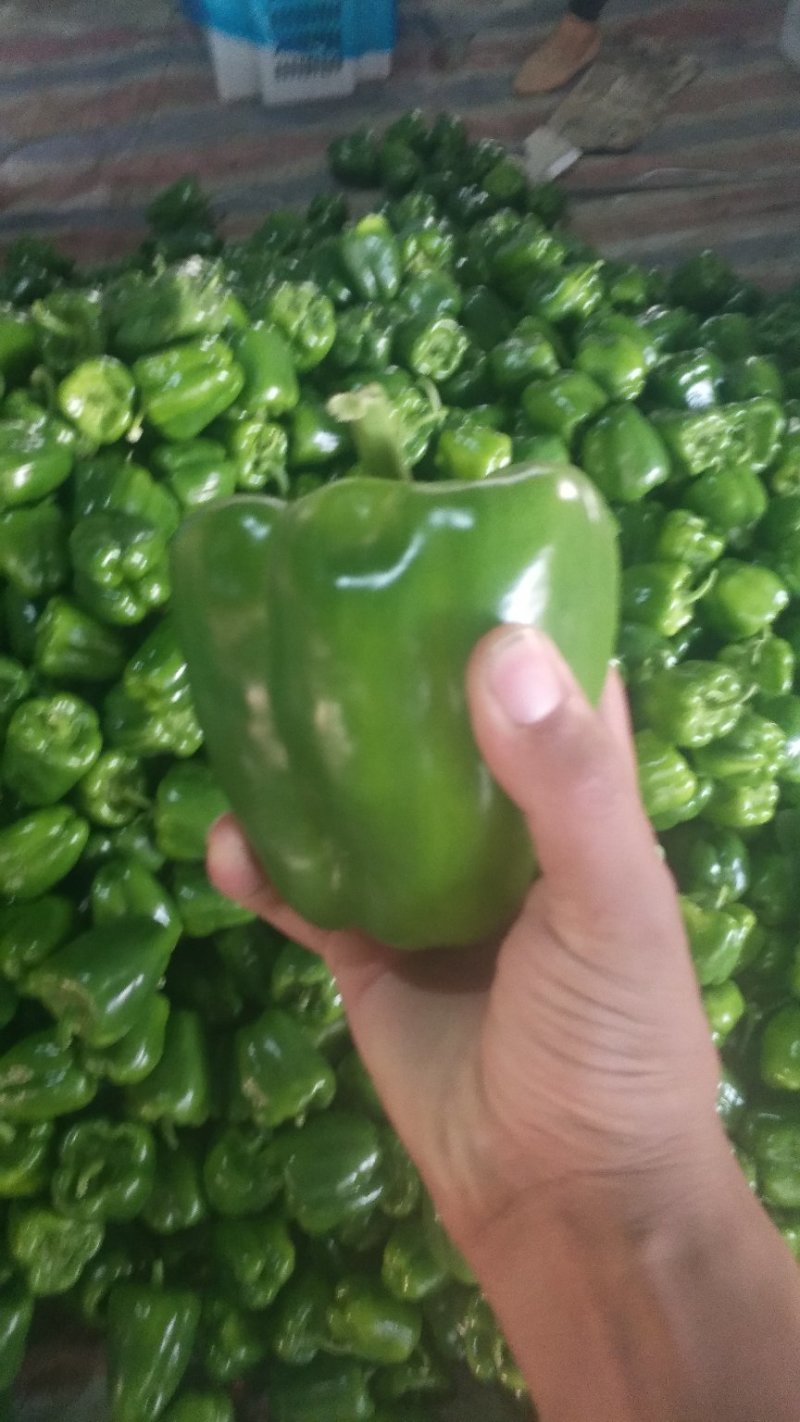 青椒产地直供大量上市中货源充足精品货源