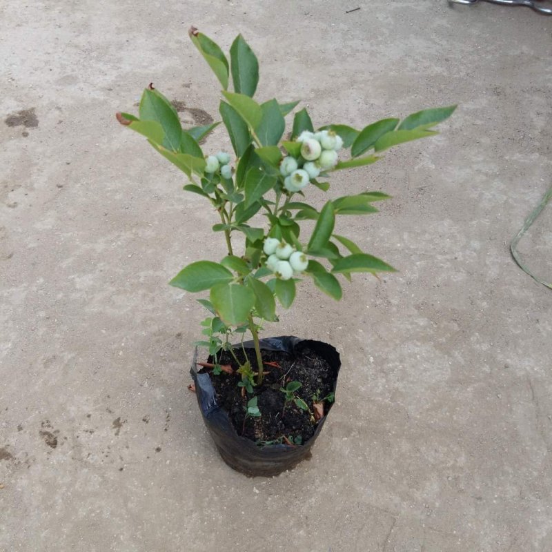 蓝莓树苗蓝丰薄雾绿宝石兔眼蓝莓瑞卡朱宝基地直发