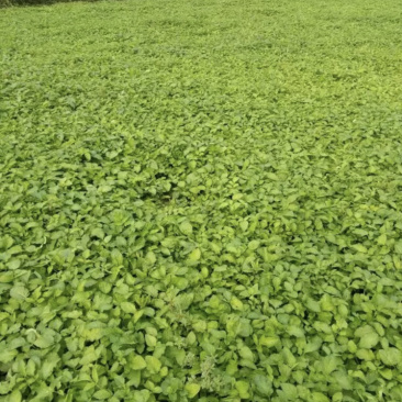丹参苗，山东纯正品种批发，丹参种植基地，丹参种子选育
