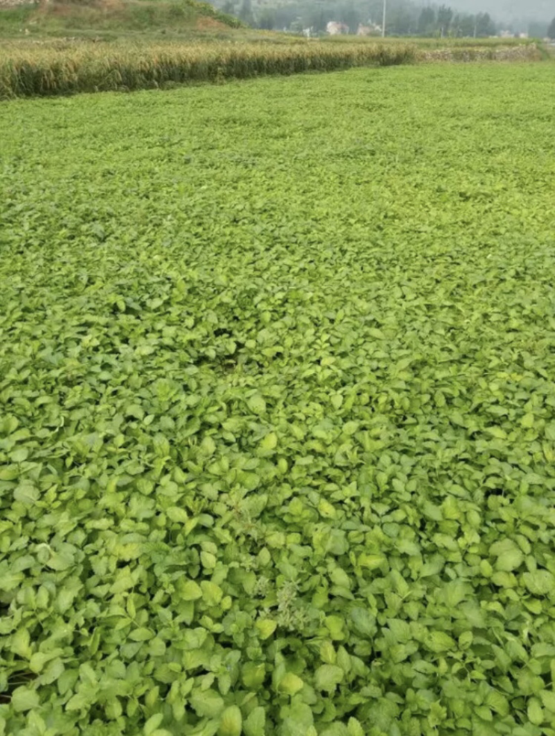 丹参苗，山东纯正品种批发，丹参种植基地，丹参种子选育