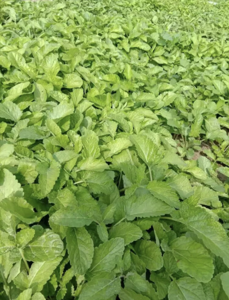 丹参苗，山东纯正品种批发，丹参种植基地，丹参种子选育