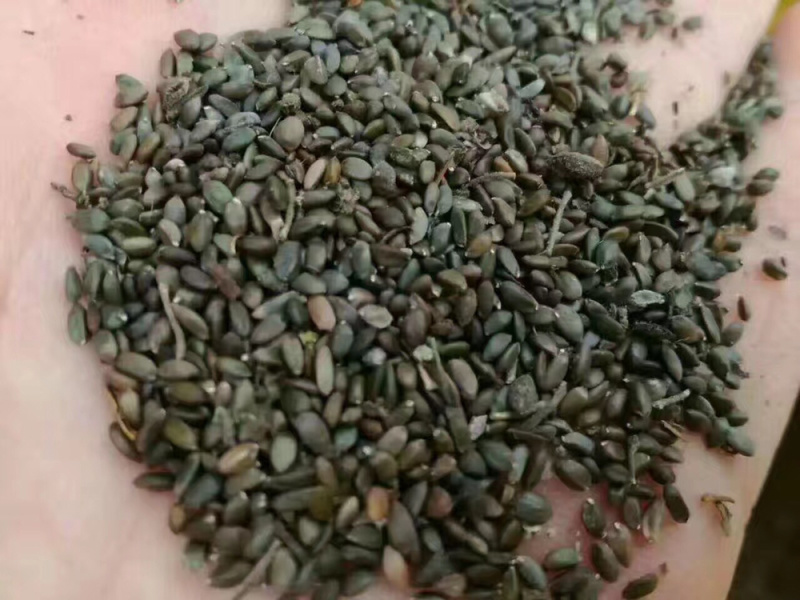 丹参苗，山东纯正品种批发，丹参种植基地，丹参种子选育