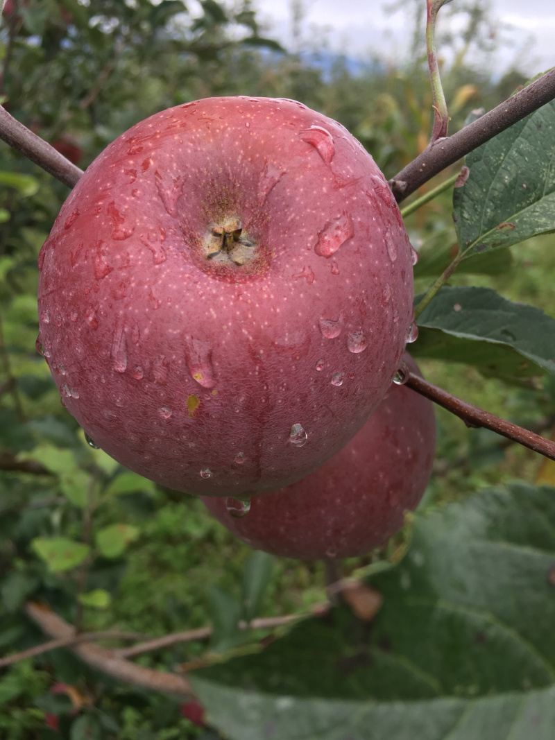 糖心苹果