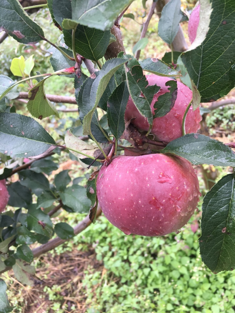 糖心苹果