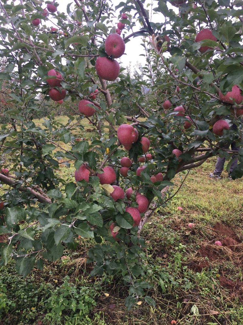 糖心苹果