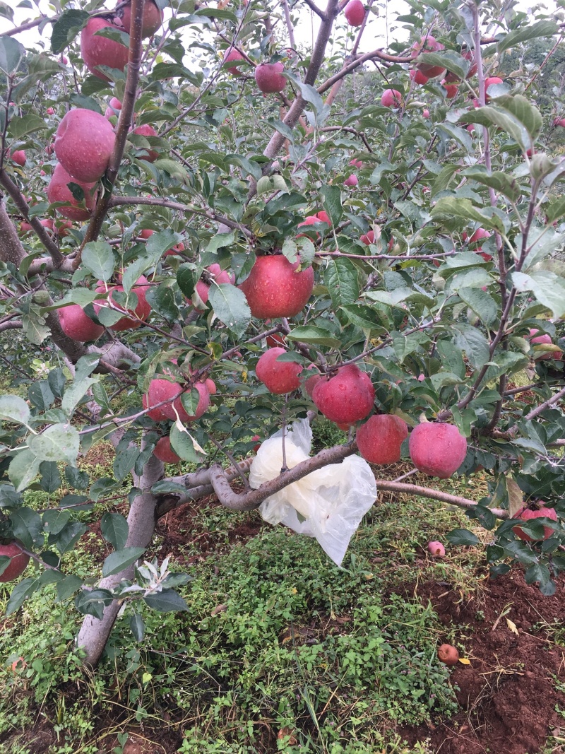 糖心苹果