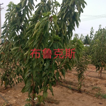 美早樱桃树，俄罗斯八号，1-3年樱桃树，3-10cm矮化