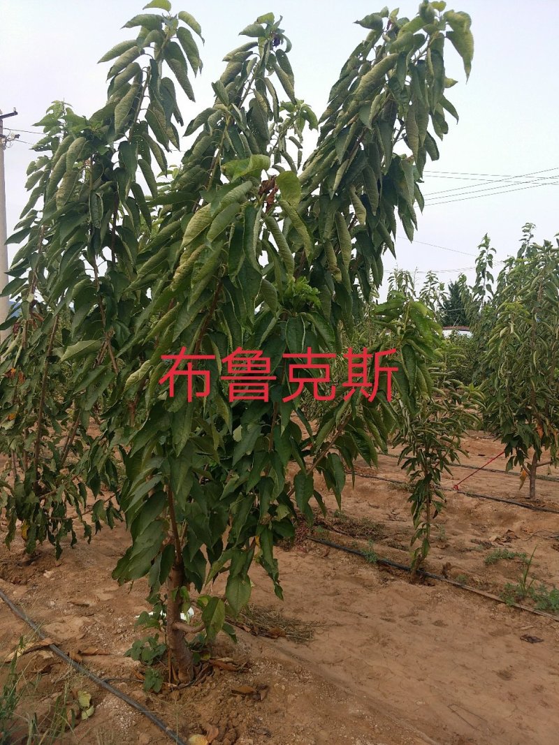 美早樱桃树，俄罗斯八号，1-3年樱桃树，3-10cm矮化