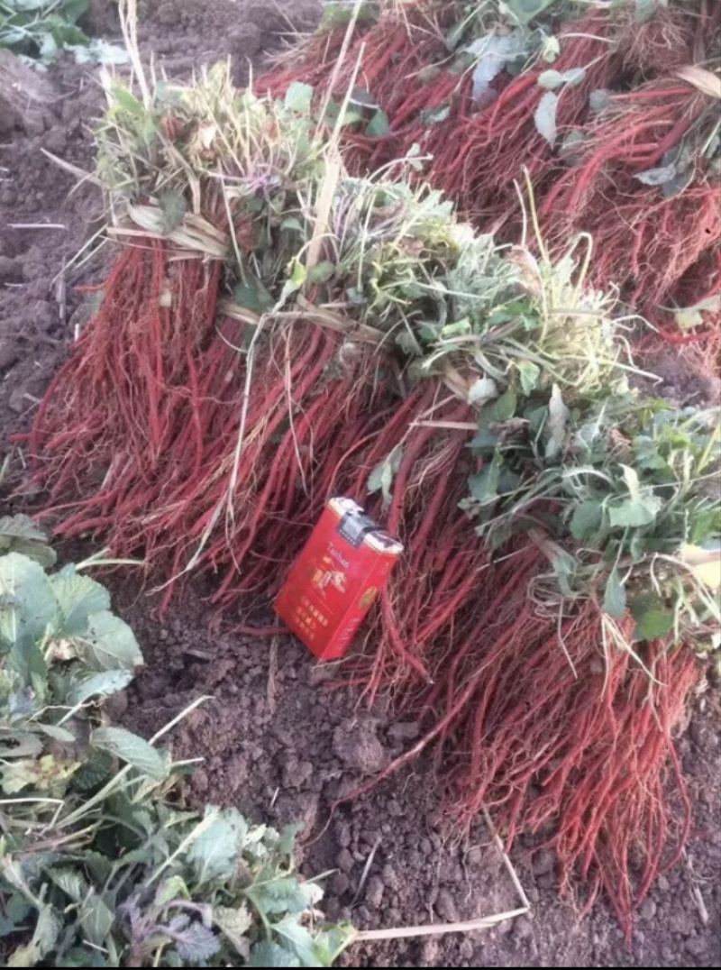 丹参苗精品，丹参种子，丹参苗精选，丹参种植基地
