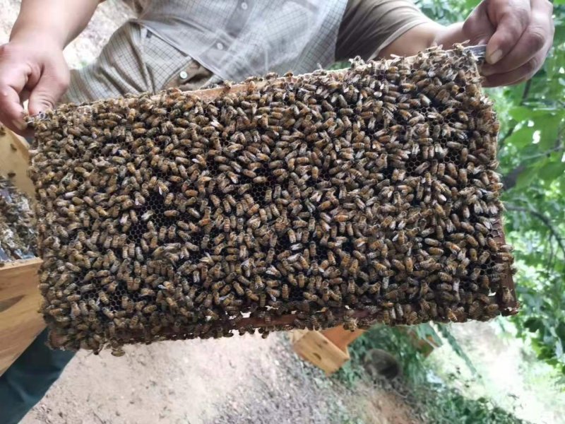 350克荊花枣花洋槐椴树纯蜂蜜包邮蜂场直供纯正天然代发