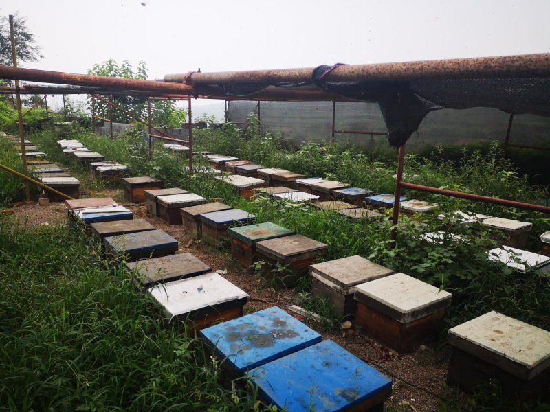 350克荊花枣花洋槐椴树纯蜂蜜包邮蜂场直供纯正天然代发