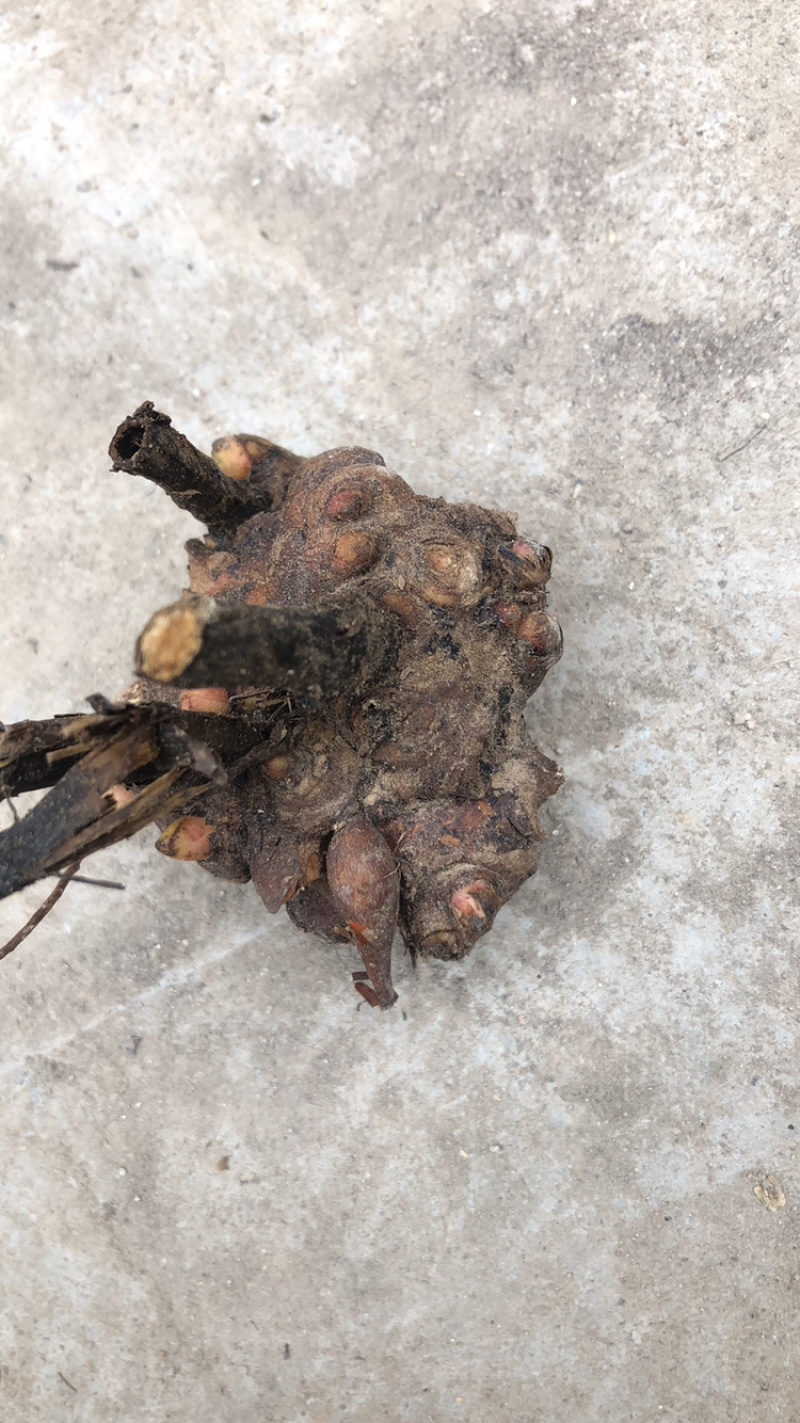 白芍芽头，山东菏泽芍药基地，芍药育苗基地