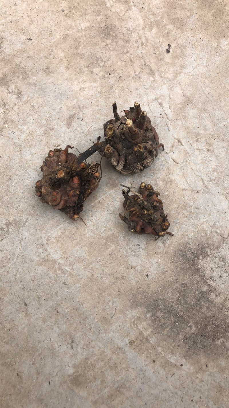 白芍芽头，山东菏泽芍药基地，芍药育苗基地