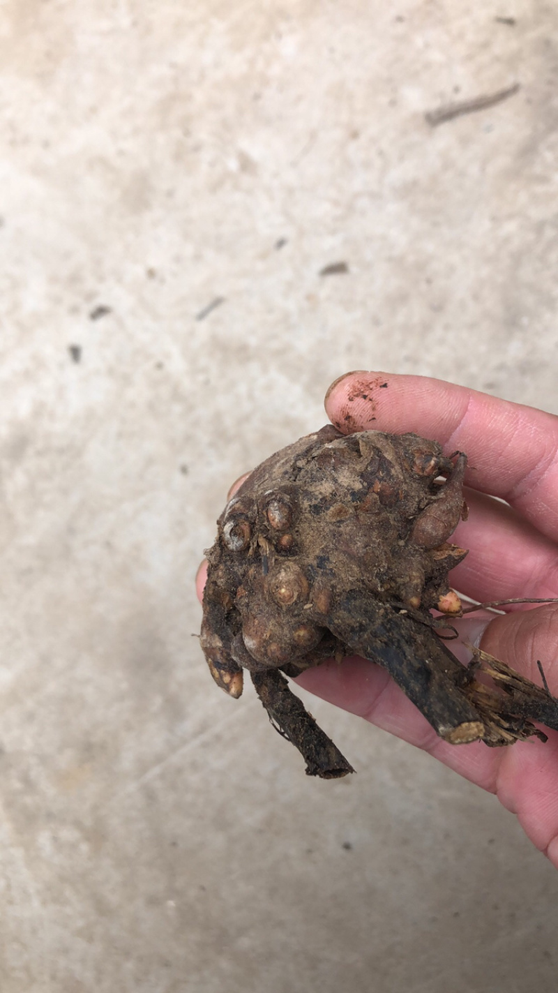 白芍芽头，山东菏泽芍药基地，芍药育苗基地