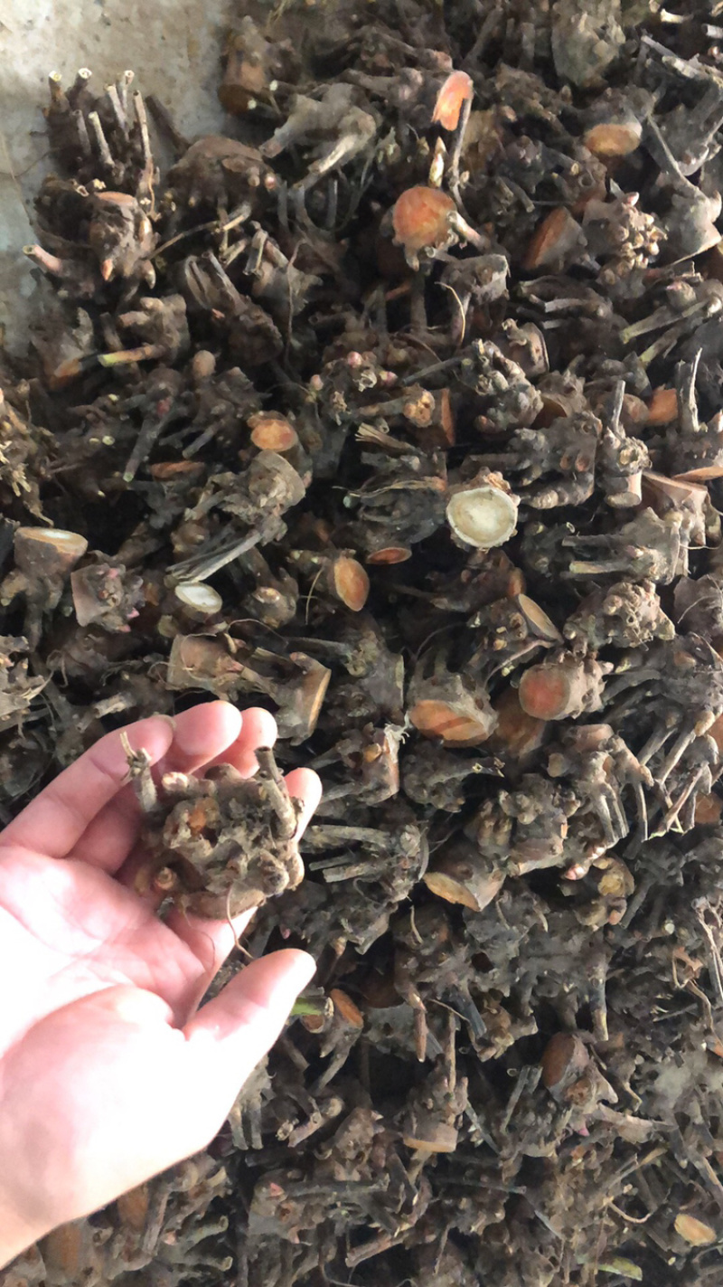 白芍芽头，山东菏泽芍药基地，芍药育苗基地