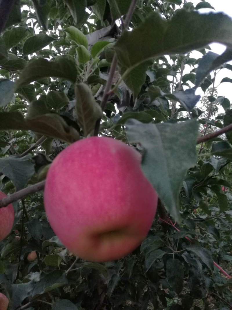 红富士苹果一级果寒富早富士