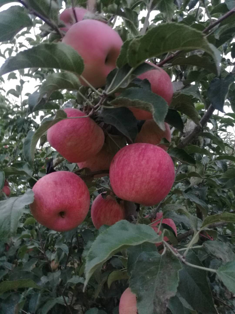 红富士苹果一级果寒富早富士