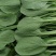 【精选】南通一级小青菜小油菜产地直销，常年供货