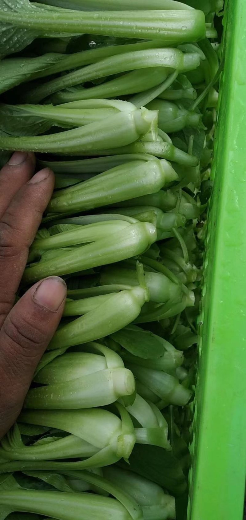 【精选】南通一级小青菜小油菜产地直销，常年供货