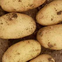 精品黄心土豆（希森、沃土、实验一、大丰十和V7）质优价廉