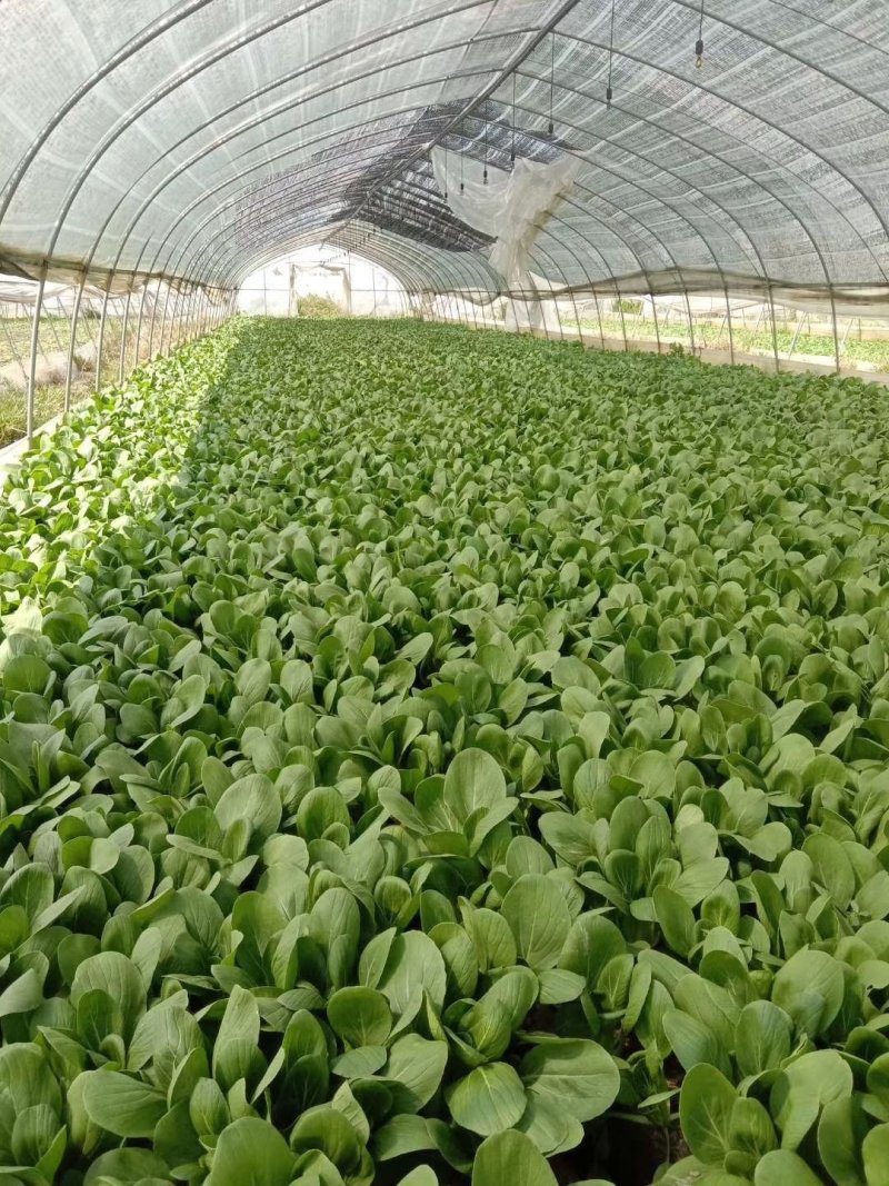 【精选】南通一级小青菜小油菜产地直销，常年供货