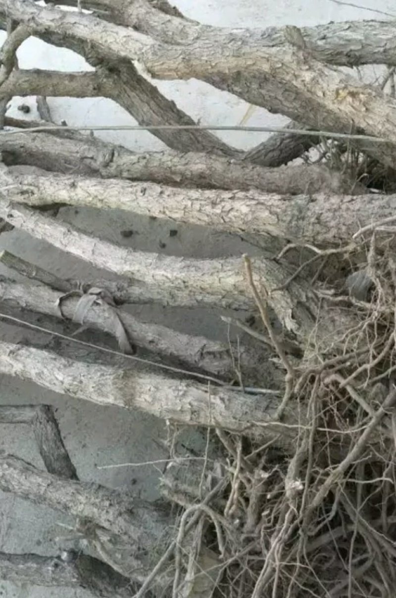 黑枸杞盆栽大树产地直销，适合南北方种植。