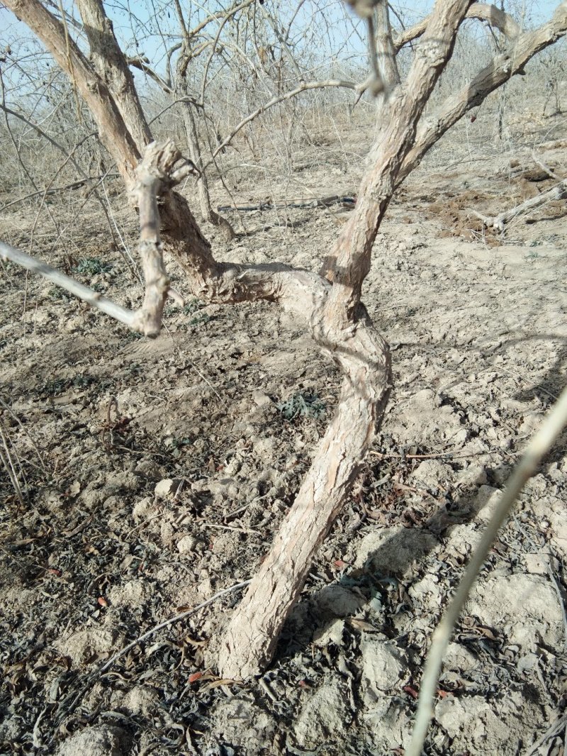 枸杞盆景大树，适合南北方种植，庭院，阳台，盆栽，地栽。