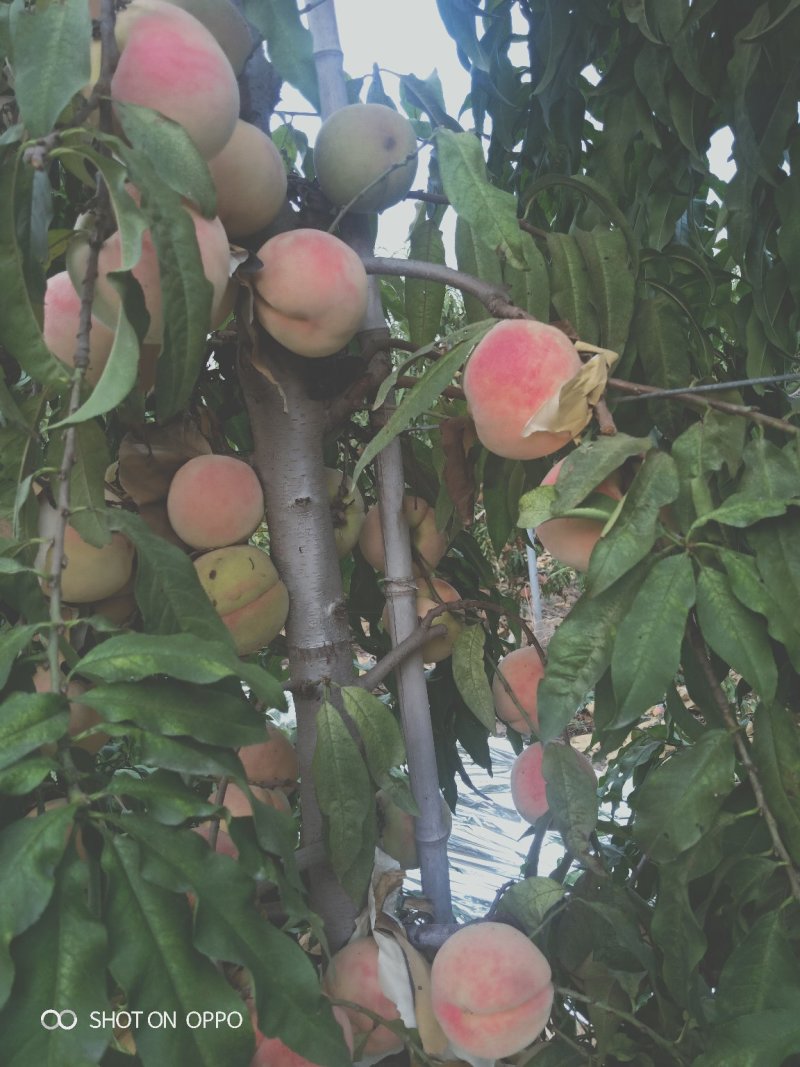 小蜜桃