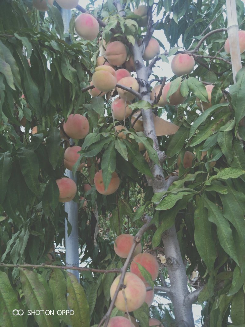 小蜜桃
