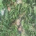 小蜜桃