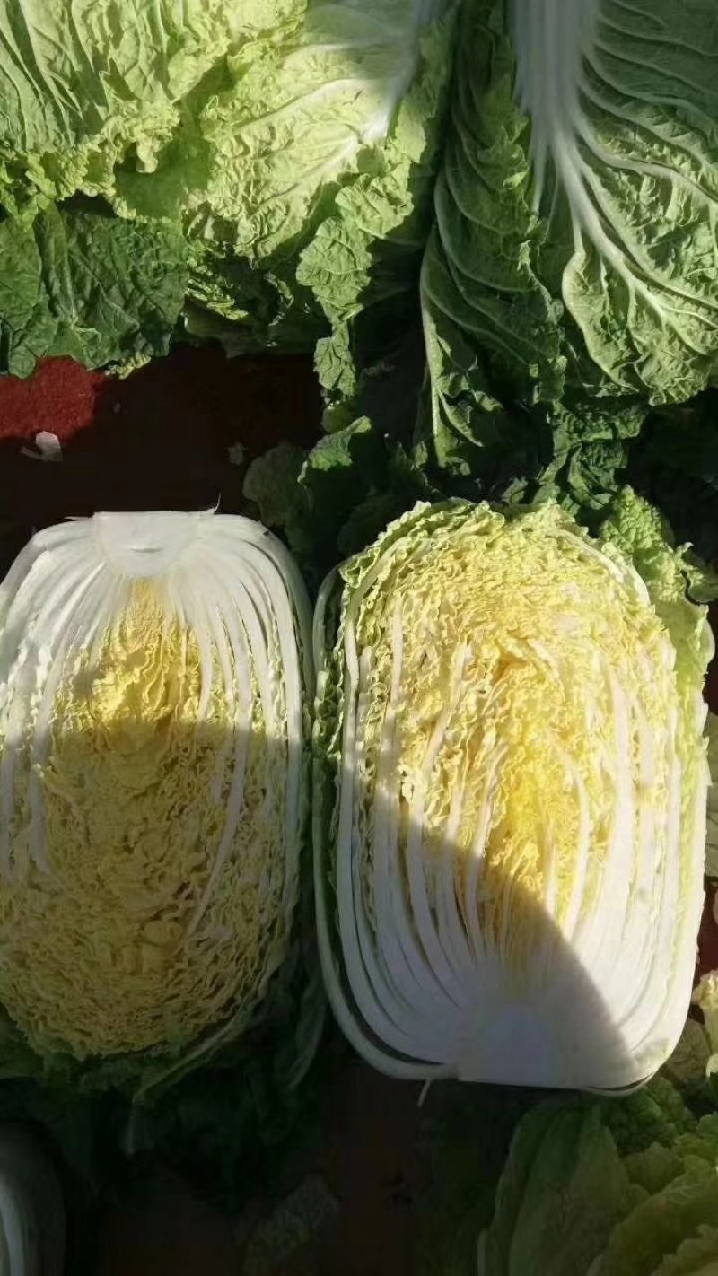 黄心白菜