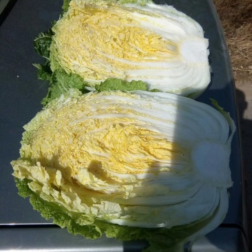 黄心白菜