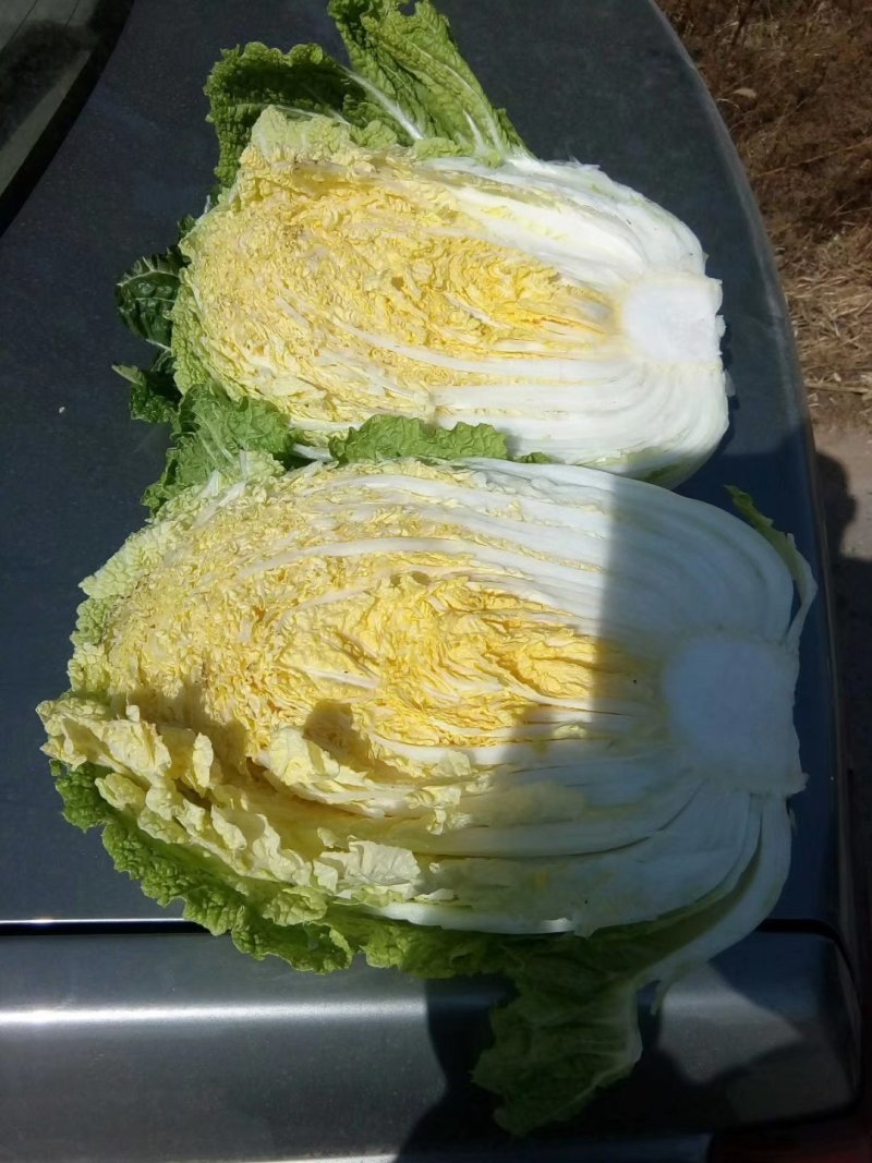 黄心白菜