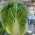 黄心白菜