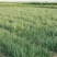 黑枸杞苗3年生，适合南北方种植，适应各种土壤气候条件