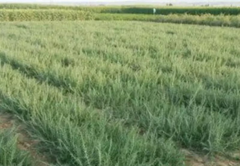 黑枸杞苗3年生，适合南北方种植，适应各种土壤气候条件