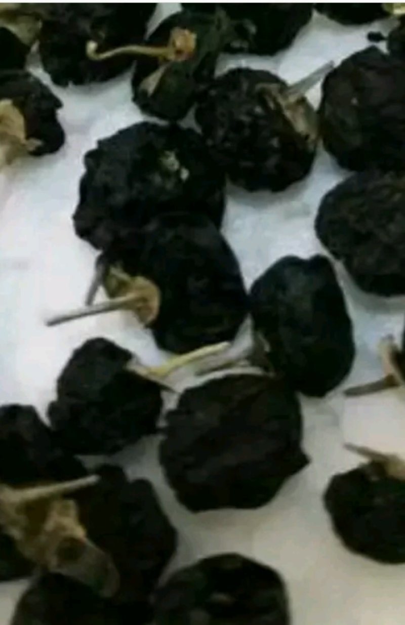 黑枸杞苗3年生，适合南北方种植，适应各种土壤气候条件