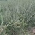 黑枸杞苗3年生，适合南北方种植，适应各种土壤气候条件