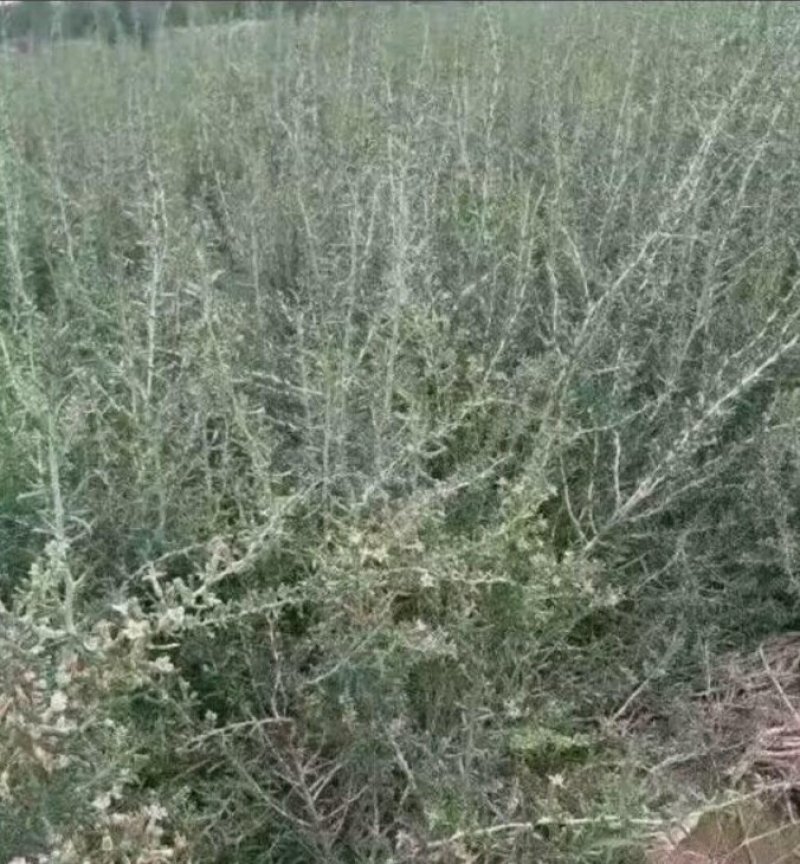黑枸杞苗3年生，适合南北方种植，适应各种土壤气候条件