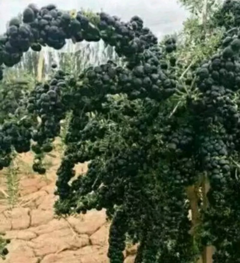 黑枸杞苗3年生，适合南北方种植，适应各种土壤气候条件