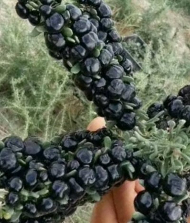 黑枸杞苗3年生，适合南北方种植，适应各种土壤气候条件