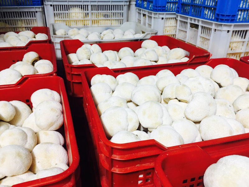 【顺丰包邮‼️‼️支持一件代发】新鲜猴头菇2斤装包邮