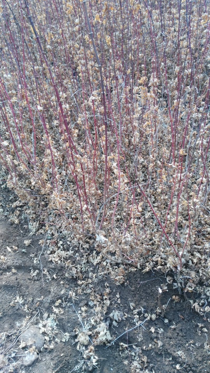 九角枫苗，九角枫，（紫花槭苗）一年苗，量大从优，基地育苗