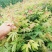 九角枫苗，九角枫，（紫花槭苗）一年苗，量大从优，基地育苗