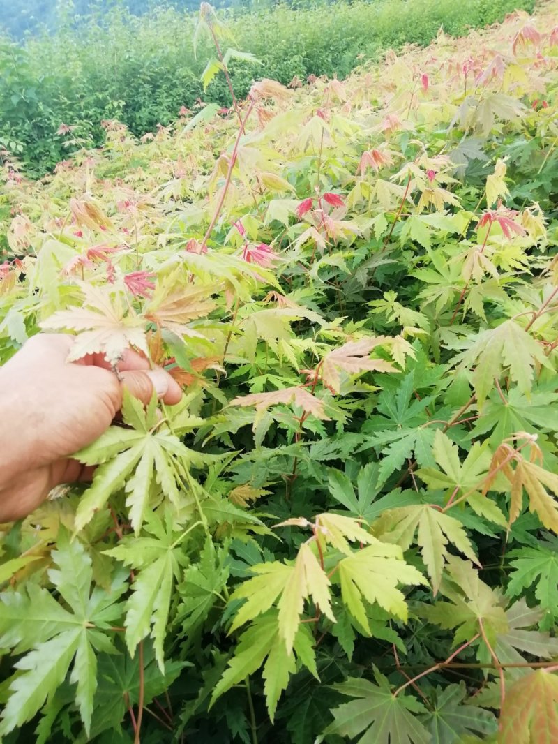九角枫苗，九角枫，（紫花槭苗）一年苗，量大从优，基地育苗