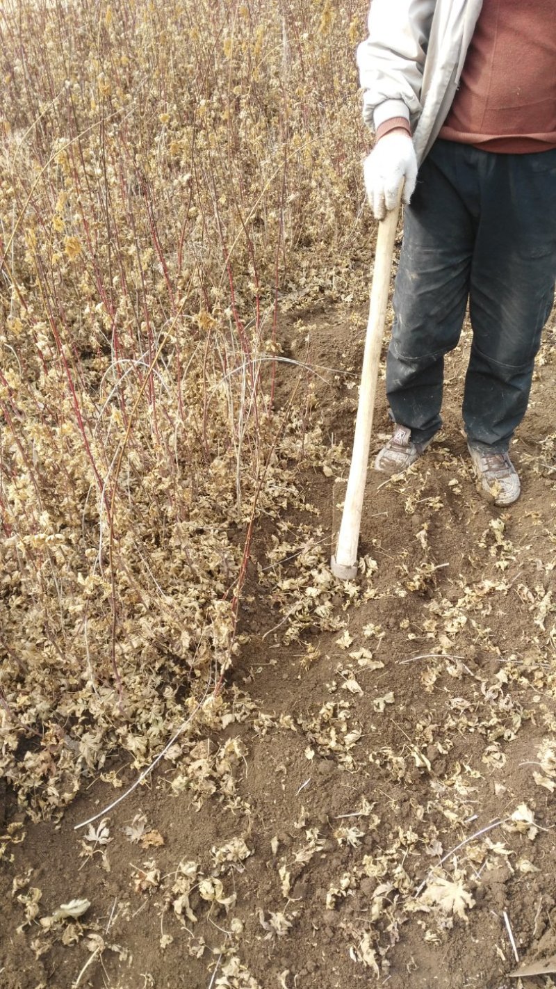 九角枫苗，九角枫，（紫花槭苗）一年苗，量大从优，基地育苗