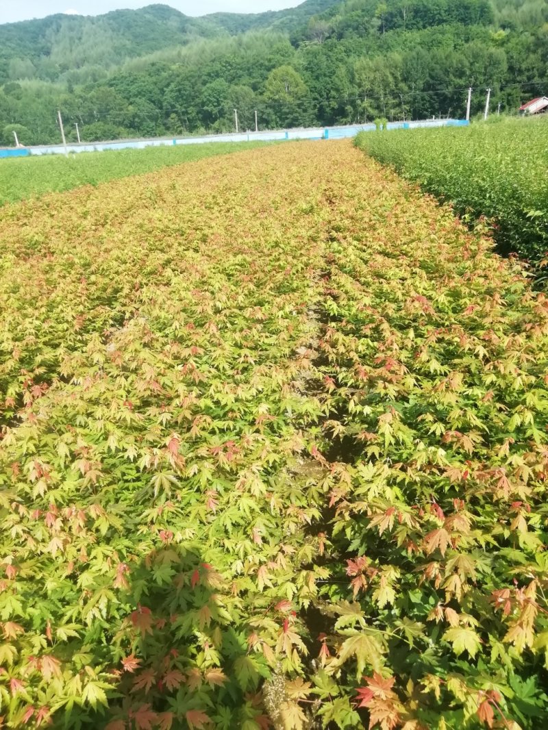 九角枫苗，九角枫，（紫花槭苗）一年苗，量大从优，基地育苗