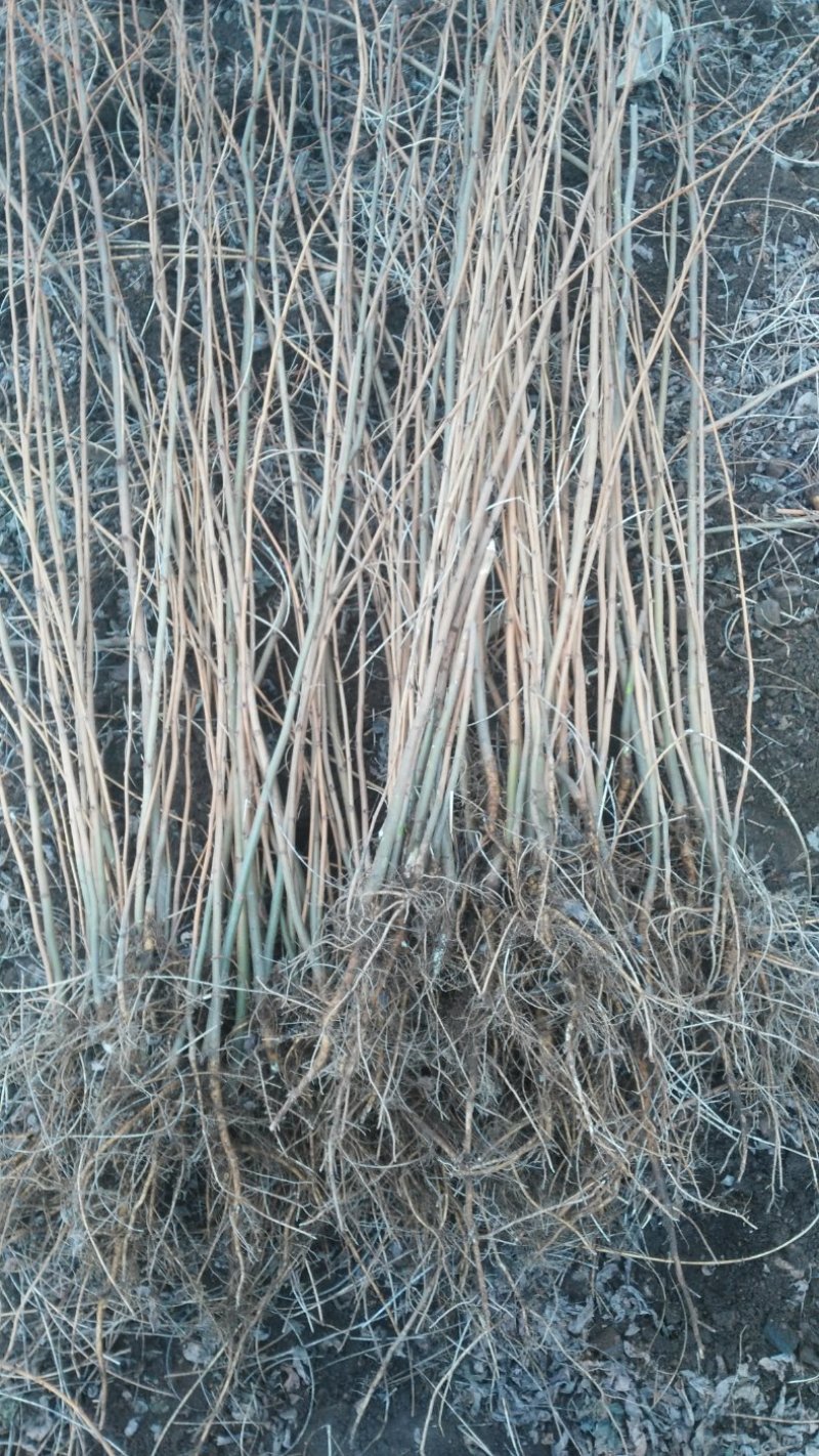 刺槐苗，刺槐，刺槐小苗，基地直供，量大从优