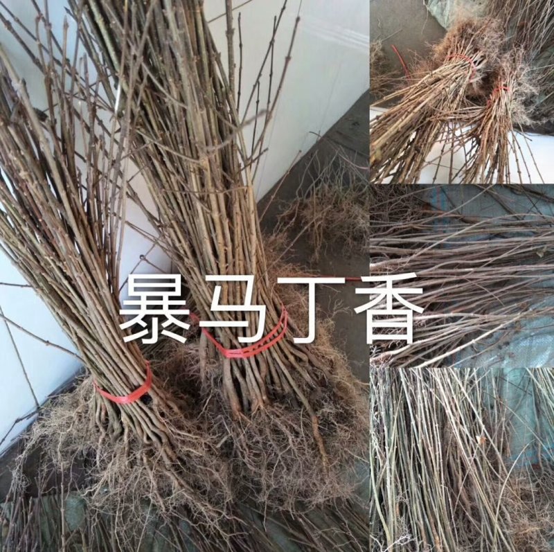 暴马丁香苗，丁香苗，暴马丁香，暴马子，丁香，